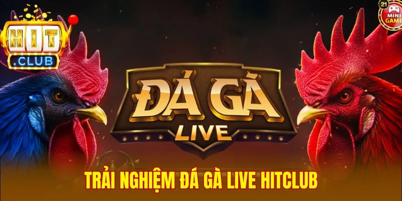Trải nghiệm đá gà live Hitclub